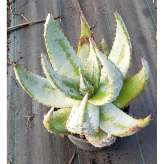 Aloe aculeata