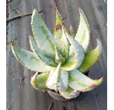 Aloe aculeata