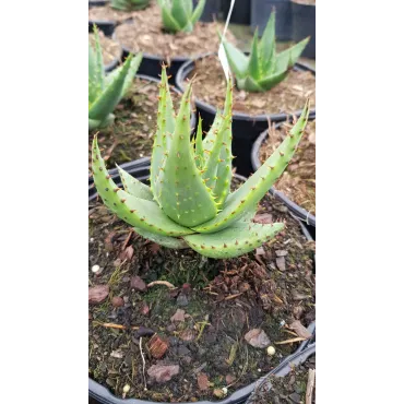 Aloe broomii / AloÃ¨s de Broom