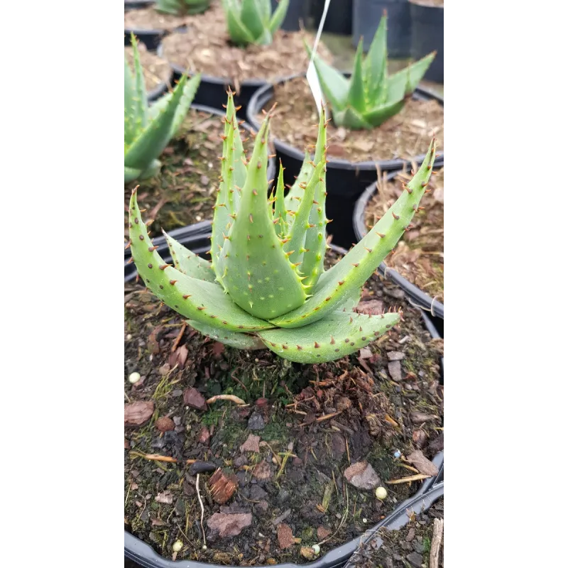 Aloe broomii / AloÃ¨s de Broom