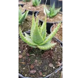 Aloe broomii / AloÃ¨s de Broom