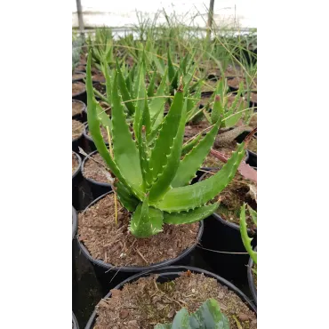 Aloe bussei