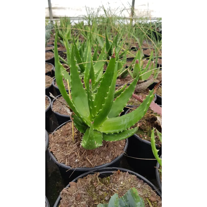 Aloe bussei