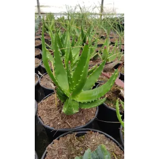 Aloe bussei