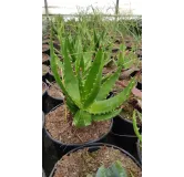 Aloe bussei