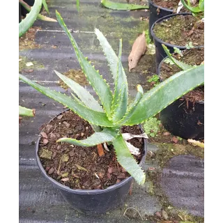 Aloe Capitata 'Tsiroanomandidy'