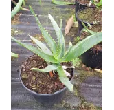 Aloe Capitata 'Tsiroanomandidy'