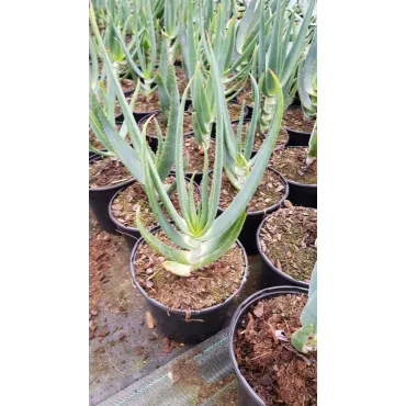 Aloe hexapetala / Aloe Ã  tÃªte penchÃ©e