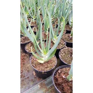 Aloe hexapetala / Aloe Ã  tÃªte penchÃ©e