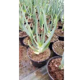 Aloe hexapetala / Aloe Ã  tÃªte penchÃ©e