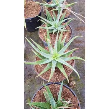 Aloe pseudoparvula