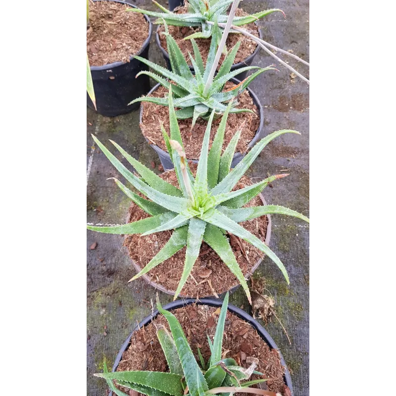 Aloe pseudoparvula