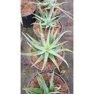 Aloe pseudoparvula