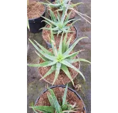 Aloe pseudoparvula