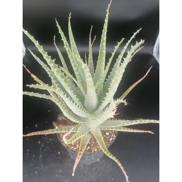 Aloe arborescens / AloÃ¨s arborescente