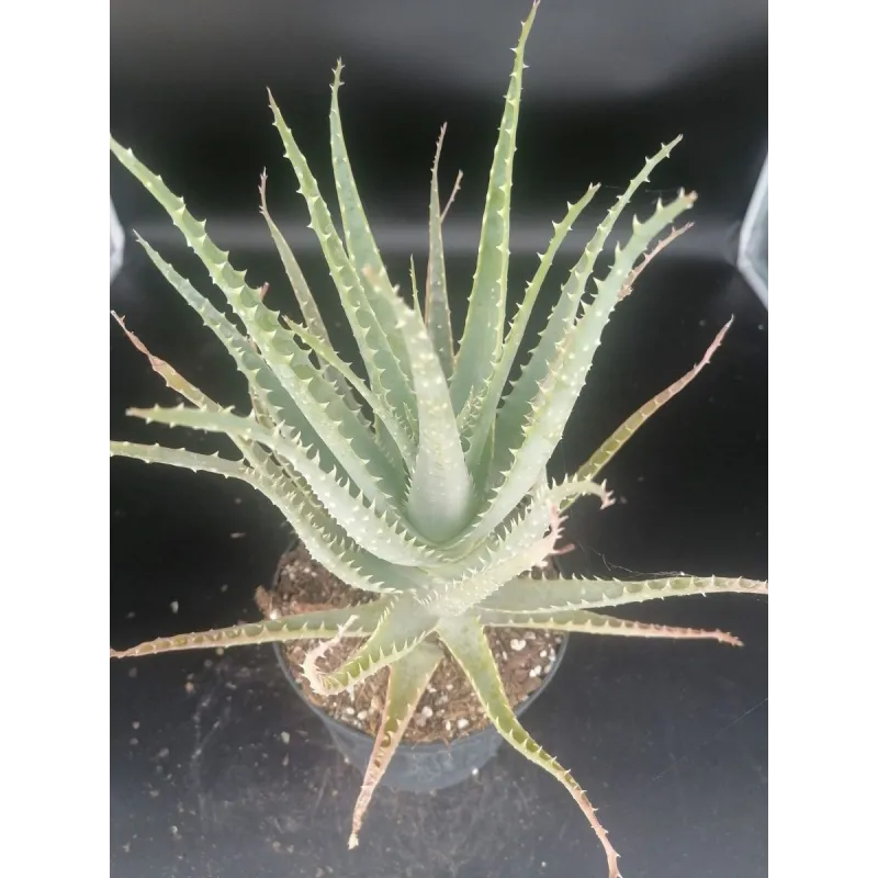 Aloe arborescens / AloÃ¨s arborescente