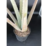 Aloe vera / AloÃ¨s des barbades