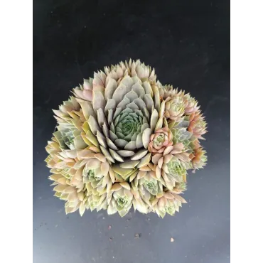 Sempervivum 'Feldmaier' / Joubarbe gris lavande