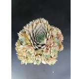 Sempervivum 'Feldmaier' / Joubarbe gris lavande