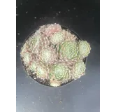 Sempervivum arachnoideum 'Spinifolium' / Joubarbe rouge pourprÃ© duveteux