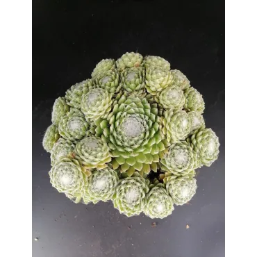 Sempervivum 'Jubilee' / Joubarbe verte duveteux