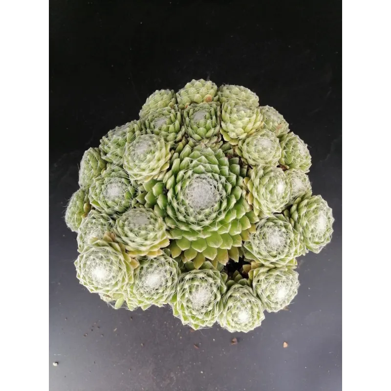 Sempervivum 'Jubilee' / Joubarbe verte duveteux