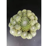 Sempervivum 'Jubilee' / Joubarbe verte duveteux