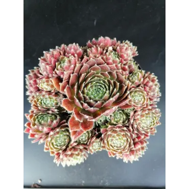 Sempervivum 'Gulle Dame' / Joubarbe bordeaux