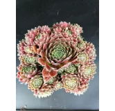 Sempervivum 'Gulle Dame' / Joubarbe bordeaux