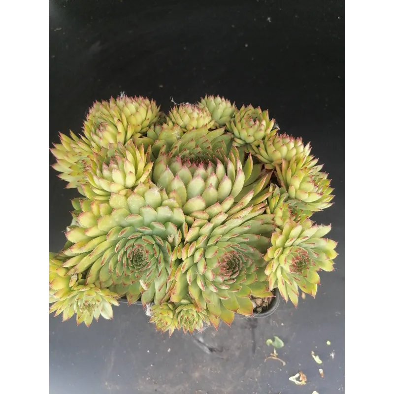 Sempervivum calcareum 'Nigricans / Joubarbe des calcaires Ã  pointes noires