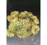 Sempervivum calcareum 'Nigricans / Joubarbe des calcaires Ã  pointes noires