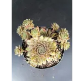 Sempervivum 'Bronco' / Joubarbe verte bronze bordÃ©es de pourpres