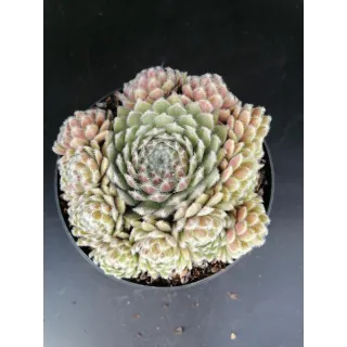 Sempervivum 'Maigret' / Joubarbe rouge prune