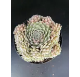 Sempervivum 'Maigret' / Joubarbe rouge prune