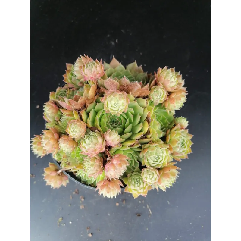 Sempervivum 'Braunii' / Joubarbe verte devenant bronze