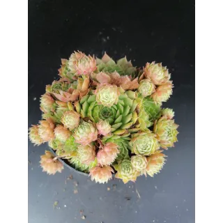 Sempervivum 'Braunii' / Joubarbe verte devenant bronze