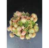 Sempervivum 'Braunii' / Joubarbe verte devenant bronze