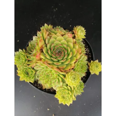 Sempervivum calcareum 'Red Tip' / Joubarbe Ã  pointes rouge