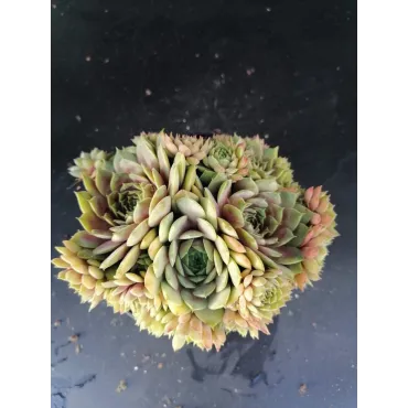 Sempervivum 'Smaragd'