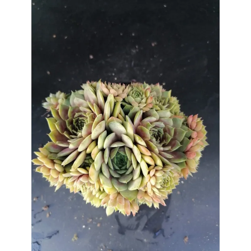 Sempervivum 'Smaragd'