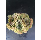 Sempervivum 'Smaragd'