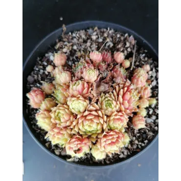 Sempervivum fimbriatum var. aqualense