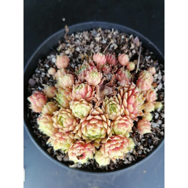 Sempervivum fimbriatum var. aqualense