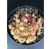 Sempervivum fimbriatum var. aqualense