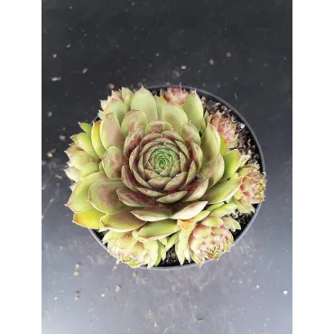 Sempervivum 'Achalm'