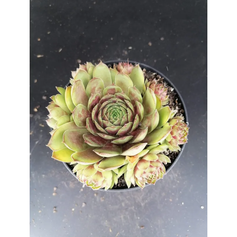 Sempervivum 'Achalm'