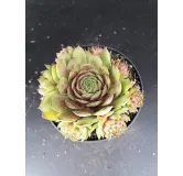 Sempervivum 'Achalm'