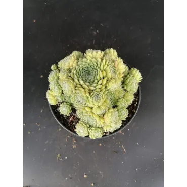 Sempervivum 'Storytelling Big Green'