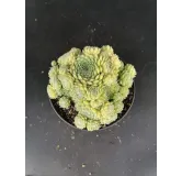 Sempervivum 'Storytelling Big Green'