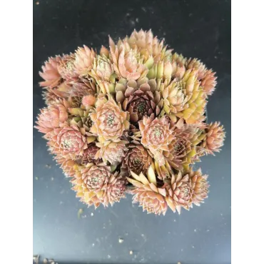 Sempervivum 'Storytelling Haven Burnet'